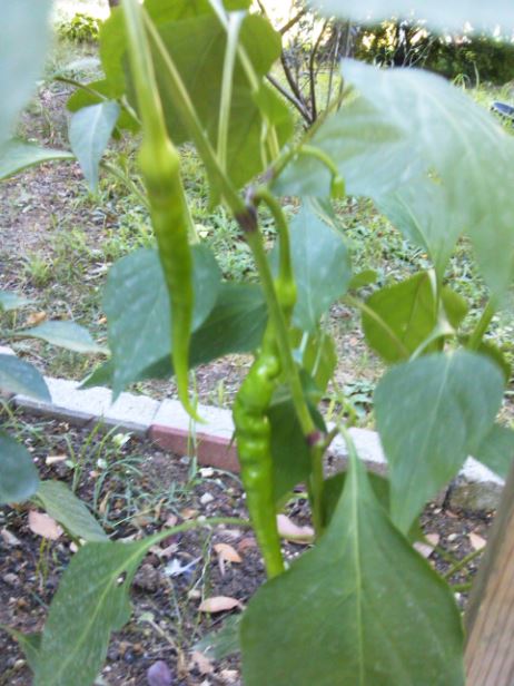 Name:  bbi4.JPG
Views: 298
Size:  60.7 KB