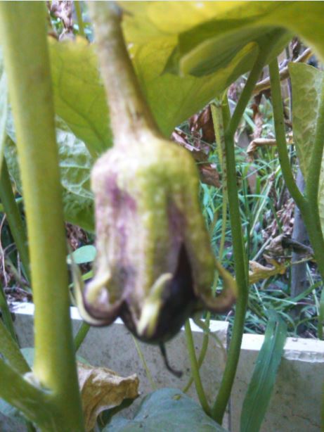 Name:  pa1.JPG
Views: 325
Size:  52.0 KB