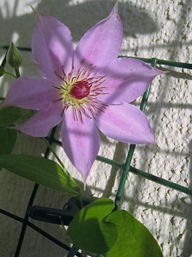 Name:  clematis.jpg
Views: 1130
Size:  32.8 KB