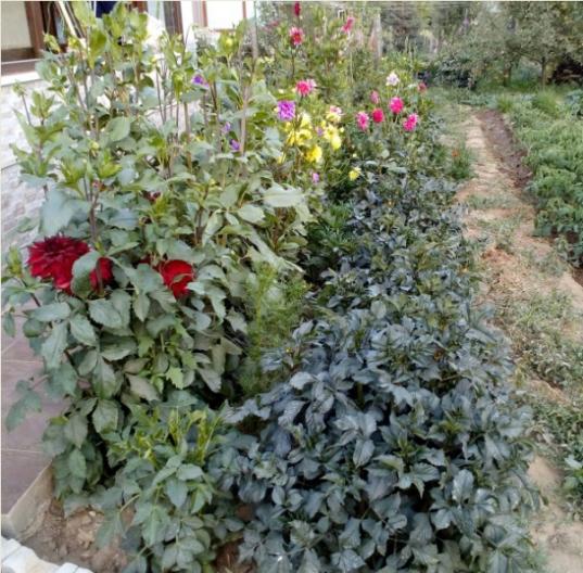 Name:  dahliya lar 22.07.2016.jpg
Views: 796
Size:  68.8 KB