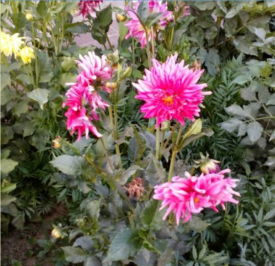 Name:  dahliya 1-22.07.2016.jpg
Views: 755
Size:  67.4 KB