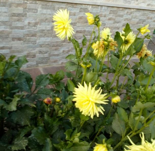 Name:  dahliya 2-22.07.2016.jpg
Views: 763
Size:  57.4 KB