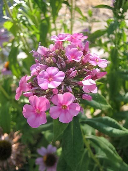 Name:  phlox.jpg
Views: 669
Size:  39.9 KB