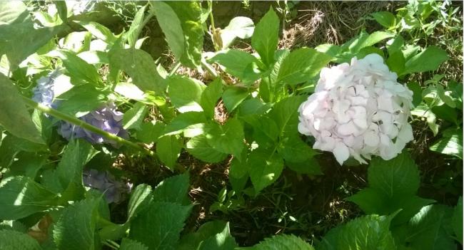 Name:  ortanca 26.07.2016.jpg
Views: 742
Size:  49.6 KB
