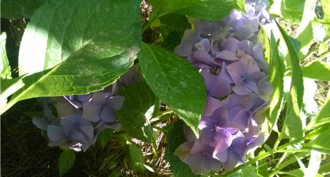 Name:  ortanca2- 26.07.2016.jpg
Views: 758
Size:  43.9 KB