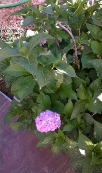 Name:  ortanca3- 26.07.2016.jpg
Views: 728
Size:  36.7 KB