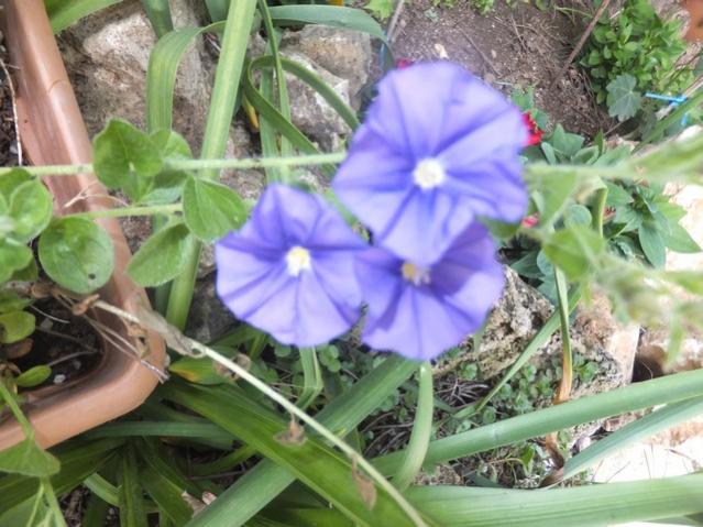 Name:  DSCF8112.jpg
Views: 257
Size:  56.2 KB
