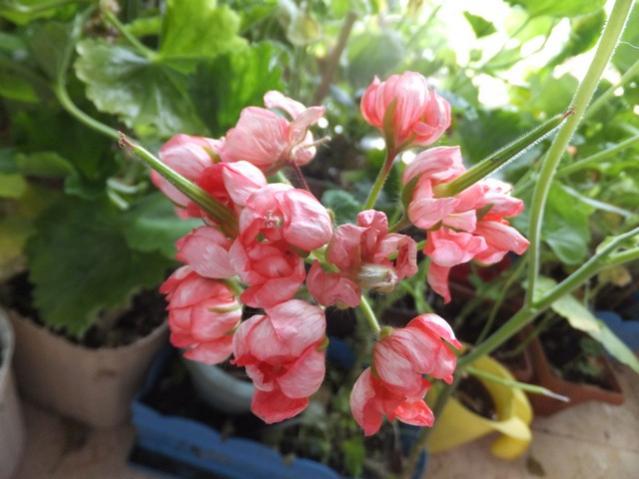 Name:  DSCF8224.jpg
Views: 257
Size:  42.8 KB