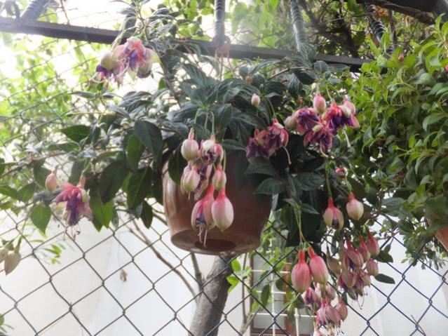 Name:  DSCF8034.jpg
Views: 260
Size:  67.4 KB