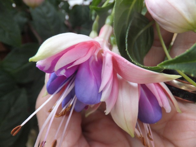 Name:  DSCF8037.jpg
Views: 248
Size:  66.3 KB