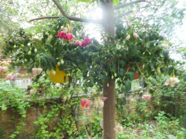 Name:  DSCF8100.jpg
Views: 242
Size:  64.0 KB