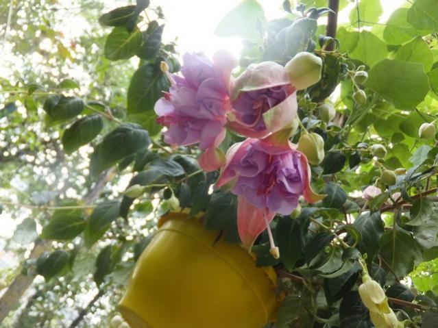 Name:  DSCF8104.jpg
Views: 234
Size:  52.5 KB