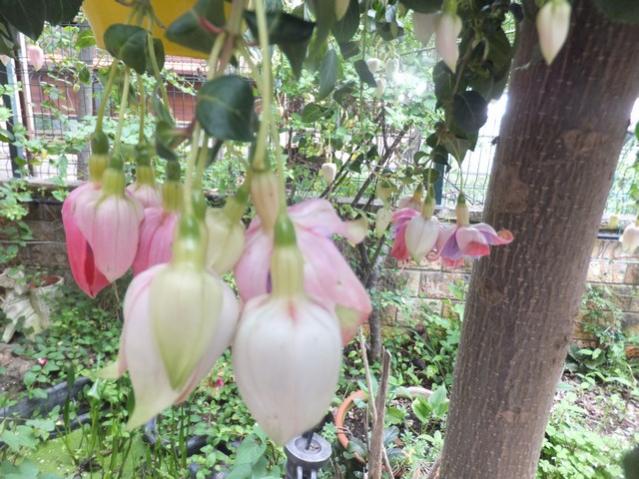 Name:  DSCF8106.jpg
Views: 225
Size:  61.8 KB