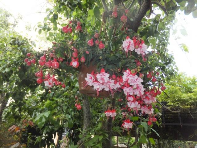 Name:  DSCF8108.jpg
Views: 243
Size:  66.6 KB
