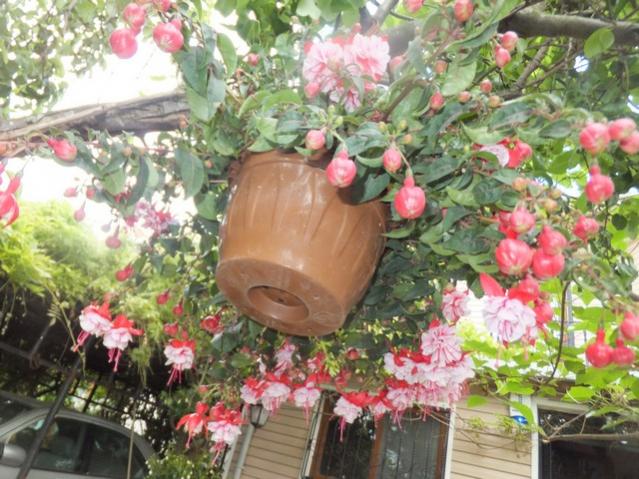 Name:  DSCF8109.jpg
Views: 228
Size:  65.1 KB