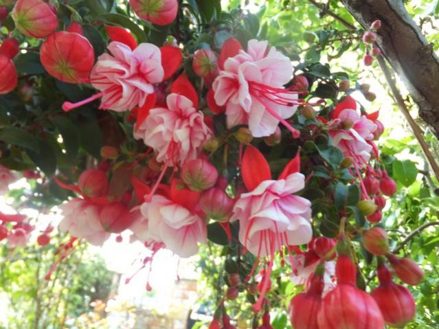 Name:  DSCF8088.jpg
Views: 214
Size:  58.0 KB