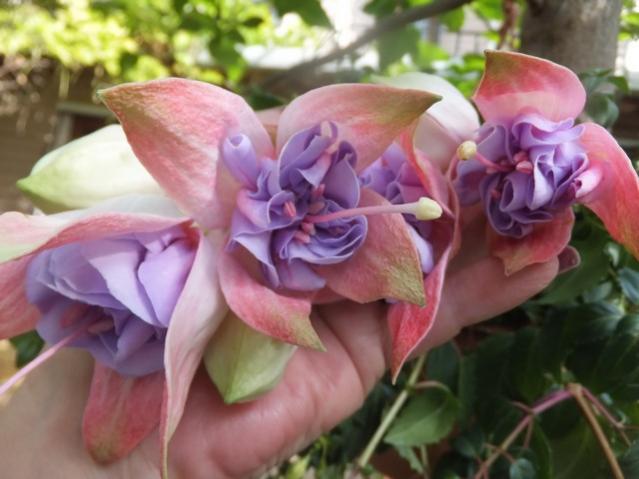 Name:  DSCF8092.jpg
Views: 227
Size:  39.8 KB