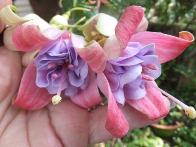 Name:  DSCF8094.jpg
Views: 226
Size:  37.8 KB