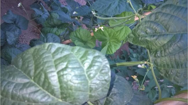 Name:  taze fasulye 3- 26.07.2016.jpg
Views: 707
Size:  35.9 KB
