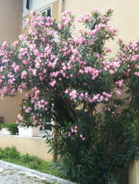 Name:  za5.jpg
Views: 215
Size:  57.4 KB
