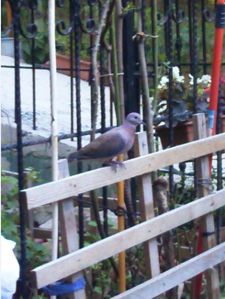 Name:  ku2.JPG
Views: 313
Size:  59.6 KB