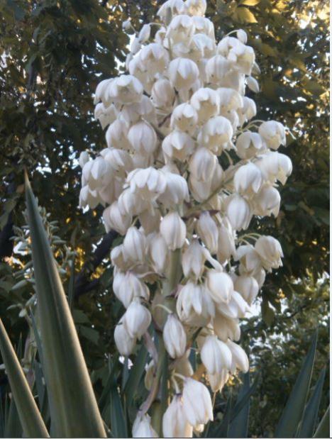 Name:  yu1.jpg
Views: 334
Size:  55.1 KB