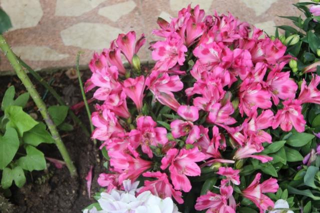 Name:  IMG_3613.jpg
Views: 402
Size:  55.0 KB