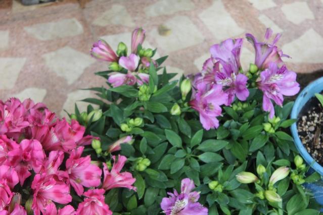 Name:  IMG_3614.jpg
Views: 413
Size:  46.7 KB