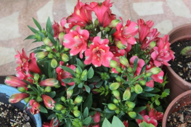 Name:  IMG_3618.jpg
Views: 421
Size:  48.4 KB