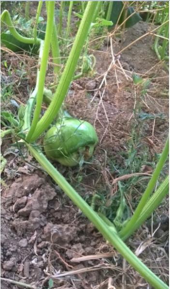 Name:  sark balkaba 28.07.2016.jpg
Views: 659
Size:  50.2 KB