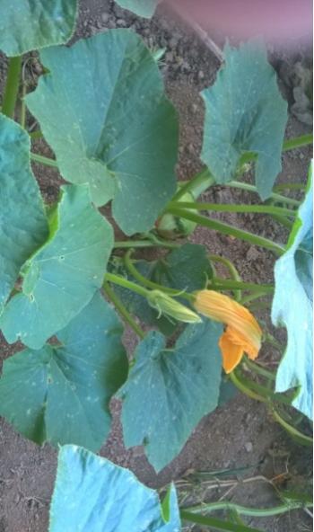 Name:  sark balkaba 2-28.07.2016.jpg
Views: 654
Size:  32.0 KB