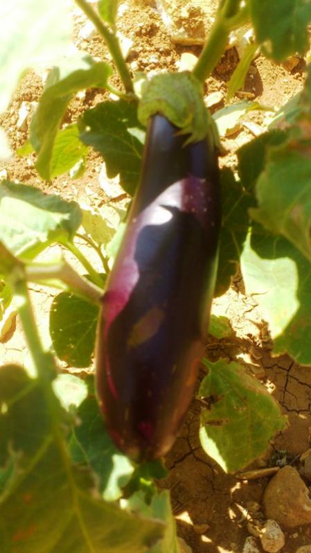 Name:  022.jpg
Views: 654
Size:  51.5 KB