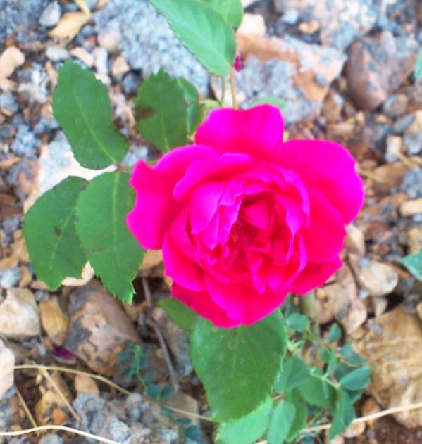 Name:  018.jpg
Views: 621
Size:  51.4 KB
