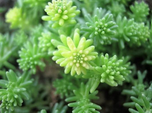 Name:  sedum.jpg
Views: 835
Size:  30.3 KB