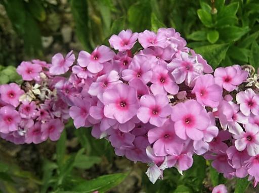 Name:  phlox1.jpg
Views: 756
Size:  35.0 KB
