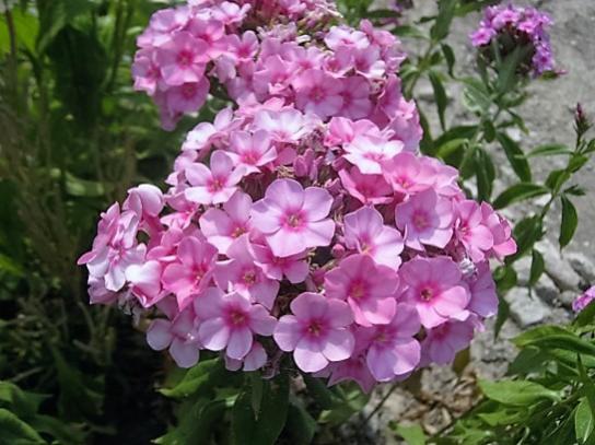 Name:  phlox.jpg
Views: 786
Size:  43.6 KB