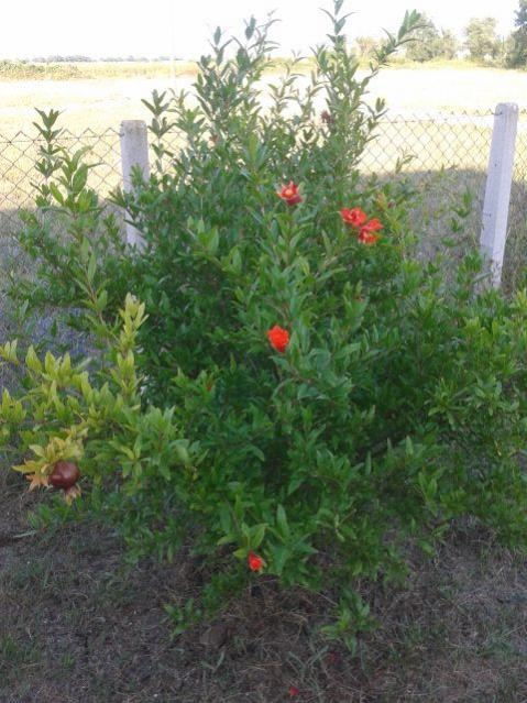 Name:  20160801_182208.jpg
Views: 1725
Size:  61.1 KB