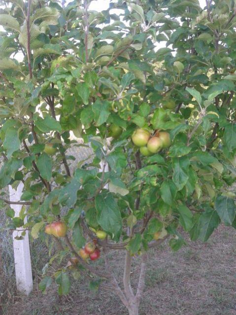 Name: 20160801_182219.jpg
Views: 1718
Size: 65.3 KB