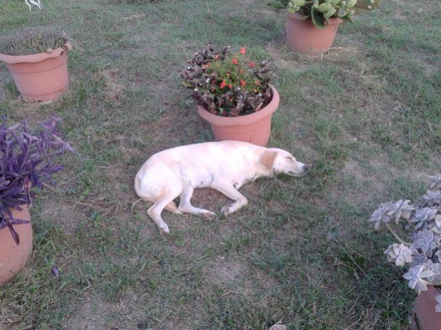 Name:  20160801_190707.jpg
Views: 1628
Size:  66.2 KB