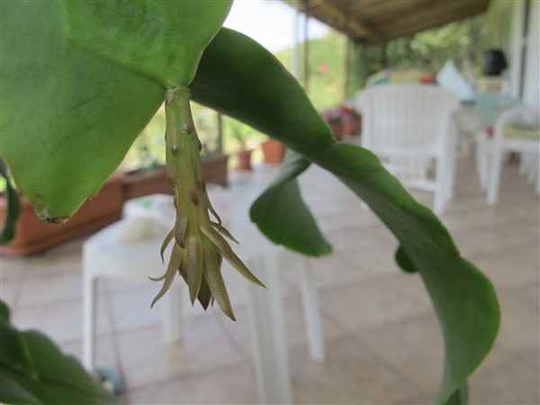 Name:  IMG_9379 (600 x 450).jpg
Views: 1007
Size:  49.3 KB