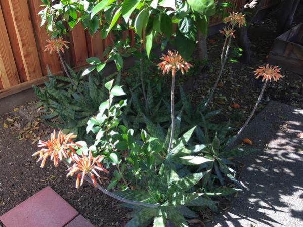 Name:  IMG_3143.jpg
Views: 617
Size:  61.6 KB