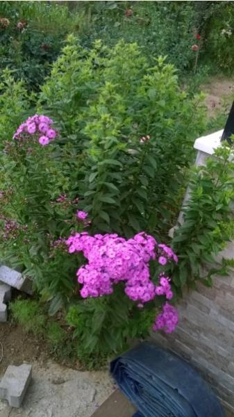 Name:  phylox - 05.08.2016.jpg
Views: 610
Size:  42.0 KB