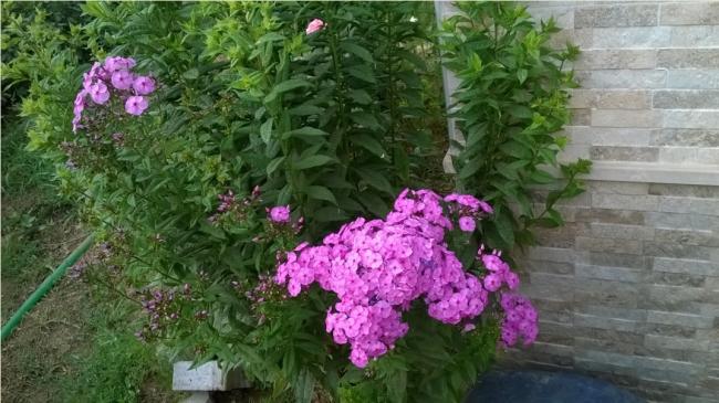 Name:  phylox 2 - 05.08.2016.jpg
Views: 614
Size:  52.1 KB