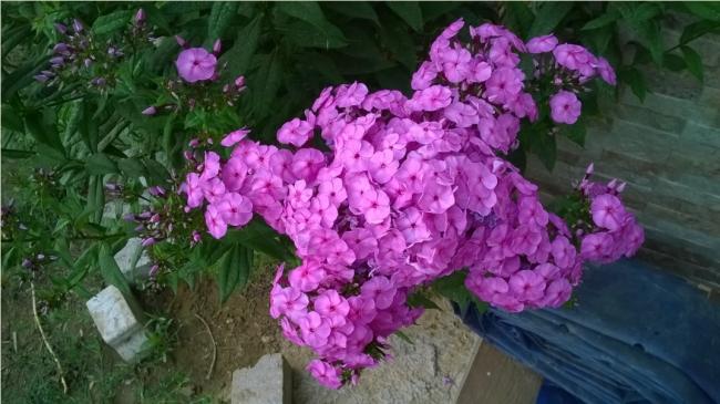 Name:  phylox 3 - 05.08.2016.jpg
Views: 595
Size:  47.3 KB