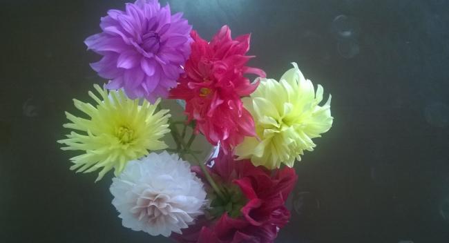 Name:  Dahliya - 08.08.2016.jpg
Views: 476
Size:  21.3 KB