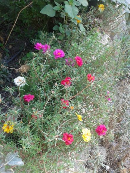 Name:  20160808_114942.jpg
Views: 235
Size:  66.8 KB