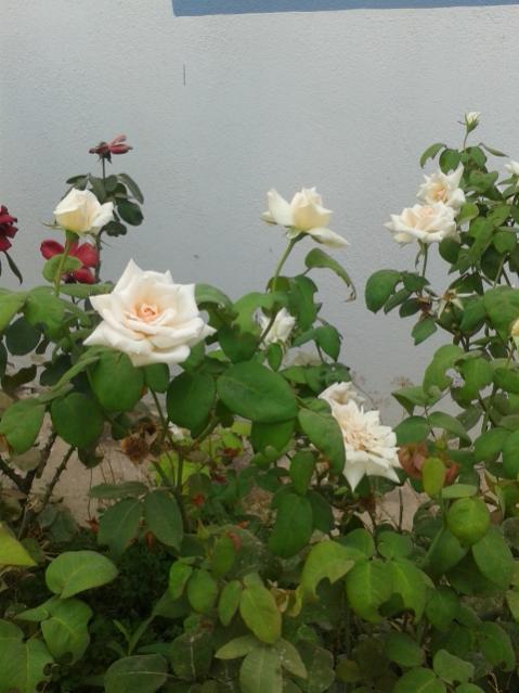 Name:  20160808_115024.jpg
Views: 241
Size:  42.3 KB