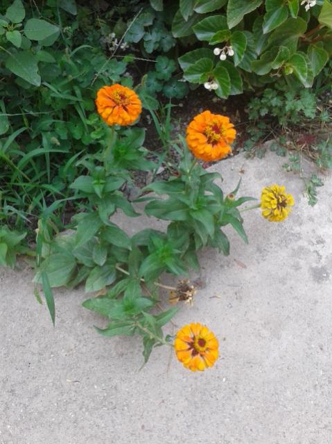 Name:  20160808_115120.jpg
Views: 244
Size:  54.0 KB