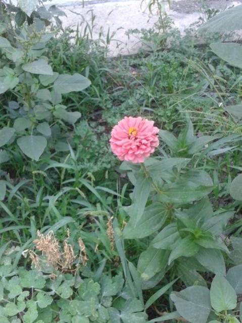 Name:  20160808_115038.jpg
Views: 235
Size:  57.1 KB