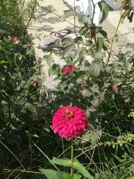Name:  20160808_115407.jpg
Views: 229
Size:  66.7 KB